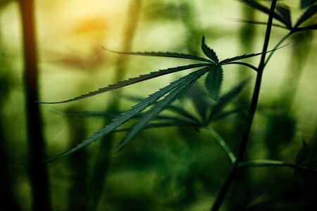 Cannabis marijuana leaf closeup dark background. leaves of a marijuana