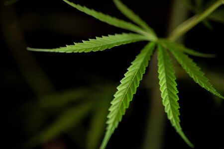 Cannabis marijuana leaf closeup dark background. leaves of a marijuanaの写真素材
