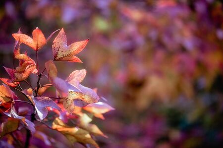 Autumn maple leaves on a blurred background with bokeh, close-up, leaves texture, beautiful nature, red autumn backgroundの写真素材