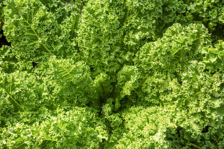 Fresh green lettuce leaves growth in garden, Close up leaf kale lettuce salad plant, hydroponic...