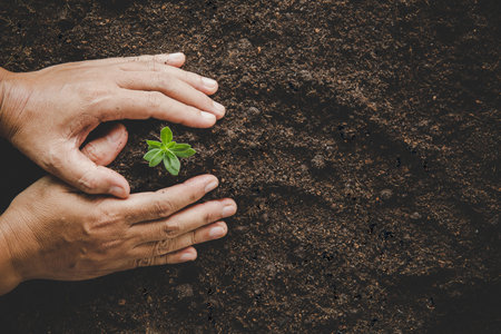 Dirty hands care plant trees in the earth on world environment day. Young small green new life growth on soil in ecology nature. Human person grow seedlings and protect in garden. agriculture conceptの写真素材
