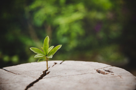 Closeup tree new life growth ring. Strong green plant leaf growing on old wood stump. Hope for a new life in future natural environment, renewal with business development and eco symbolic concept.の写真素材