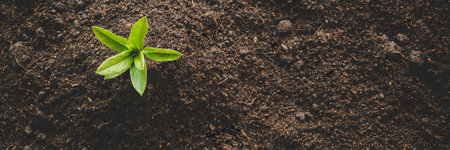 Young small green new life growth on soil in ecology nature. Care plant trees and grow seedlings and...