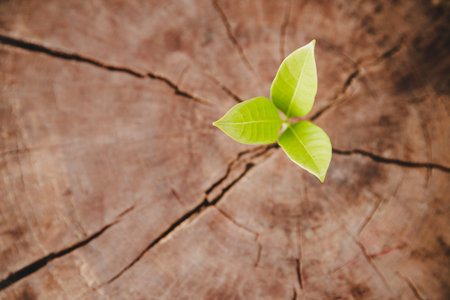 Closeup tree new life growth ring. Strong green plant leaf growing on old wood stump. Hope for a new life in future natural environment, renewal with business development and eco symbolic concept.の写真素材