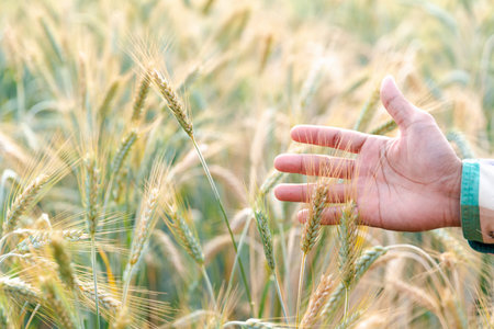 Man agronomist analyzing data in barley field. Male farmer examines the field of cereals and sends data to the cloud from the tablet. Smart farming and digital agriculture. Modern farm managementの写真素材