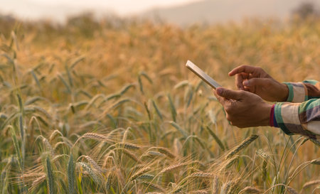 Man agronomist analyzing data in barley field. Male farmer examines the field of cereals and sends data to the cloud from the tablet. Smart farming and digital agriculture. Modern farm managementの写真素材