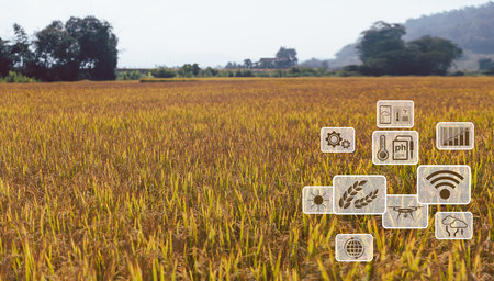 Smart Farming with Internet of Things, IoT concept. Agriculture and modern technology are used to...
