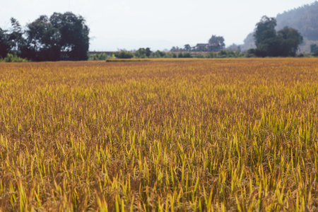 Agriculture concept, Ripe rice field and sky landscape on the farm. Farmer harvest of the rice field in harvest season. farmer using tablet for research leaves of rice in organic farm field.の写真素材