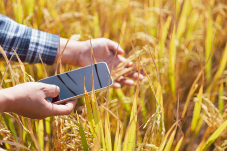 Agriculture concept, Ripe rice field and sky landscape on the farm. Farmer harvest of the rice field in harvest season. farmer using tablet for research leaves of rice in organic farm field.の写真素材