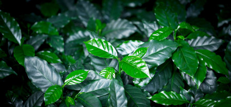 Young arabica coffee seedlings in growing nursery. Green Arabica coffee sprouts are tropical in...