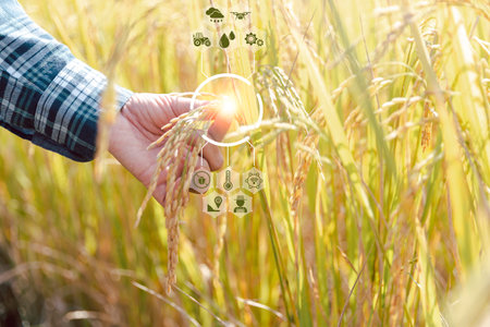 Smart farming Agricultural technology and organic agriculture Woman holding ear of rice and using...