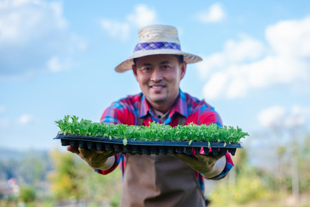 Close up farmers take care of vegetable hydroponic organic planting. Sprouted seedlings are planted on black tray in the greenhouse.の写真素材