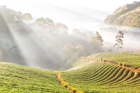Landscape and fresh strawberry farm. Strawberry plantation. Strawberry Farms, Strawberry fruits on the branch at morning light. Overhead view mother with son at strawberry farm gathering vitamins.の写真素材