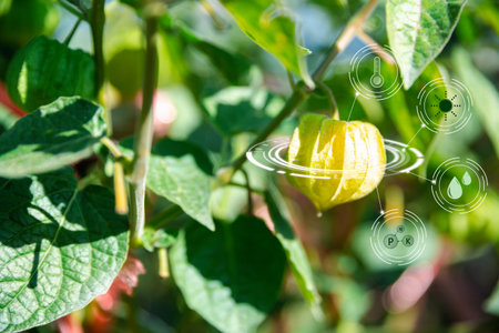 IoT, Internet of Things Modern agriculture smart farming system concept. Internet technology that connects devices and tools. digital computer manage cape gooseberry farm in agricultural industry.の写真素材