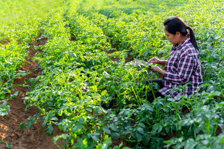 A woman farmer with digital tablet on a potato field. Smart farming and precision agriculture 4.0. modern agricultural technology and data management to industry farm.の写真素材