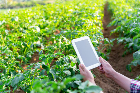 A woman farmer with digital tablet on a potato field. Smart farming and precision agriculture 4.0. modern agricultural technology and data management to industry farm.の写真素材
