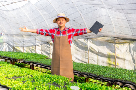 Close up farmers take care of vegetable hydroponic organic planting. Sprouted seedlings are planted on black tray in the greenhouse.の写真素材