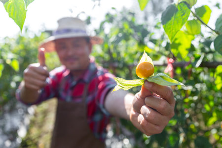 Farmer man holding cape gooseberry. fruit has a unique smell and taste. Cape gooseberry is a plant belonging to eggplant family. Rich in nutrients and vitamins. It grows well in warm climate areas.の写真素材