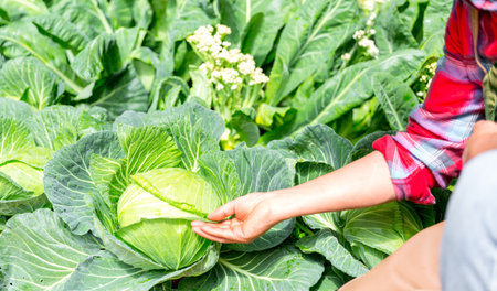 Smart farming, Modern technology application in agricultural growing activity concept. Agriculture...