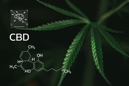 CBD Chemical Formula, Beautiful background of green cannabis flowers A place for copy space, dispensary business. cannabinoids and health, Hemp industry, green leaf pattern background.の写真素材