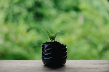 Plastic bags and plastic bottles reused as containers for growing plants. Green tree on plastic bottle. Decoration by using old plastic bottle and bags. Reduce or garbage or waste by recycling objectsの写真素材