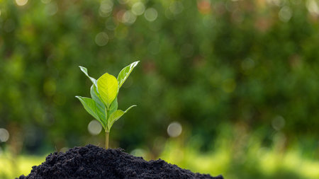 Young plants or tree growing from soil. Plants are growth in natural ecosystem. The young green trees are important for our environmental system. Agricultural development is harmed to environment.の写真素材