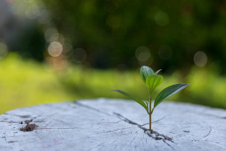 Young plants or tree growing from soil. Plants are growth in natural ecosystem. The young green trees are important for our environmental system. Agricultural development is harmed to environment.の写真素材