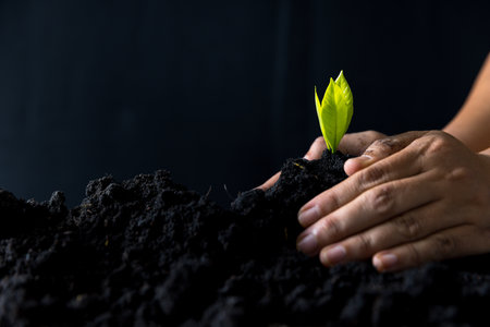 Carefully nurturing a recycled tree by hand, sustainable living and environmental consciousness. Concept of planting in soil showcases the importance of sustainability and our responsibility.の写真素材