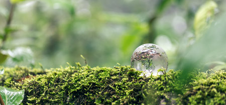 Globe planet glass In green forest with bokeh nature lights. world environment day. concept for environment conservation, protect ecology earth and environmental eco-friendly life with copy spaceの写真素材
