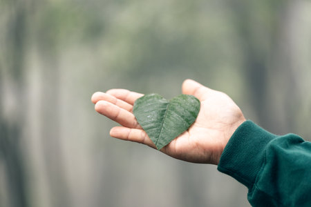Hands holding green heart leaves.Plant a planting trees, loving the environment and protecting nature Nourishing the plants and world look beautiful, Forest conservation concept.の写真素材