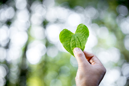 Hands holding green heart leaves.Plant a planting trees, loving the environment and protecting nature Nourishing the plants and world look beautiful, Forest conservation concept.の写真素材