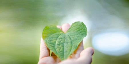 Hand holding green heart leaves. Plant a planting trees, loving environment and protecting nature nourishing the plants and world look beautiful, Forest conservation concept. banner and copy spaceの写真素材