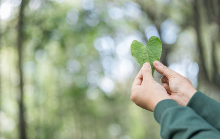 Hands holding green heart leaves.Plant a planting trees, loving the environment and protecting nature Nourishing the plants and world look beautiful, Forest conservation concept.の写真素材