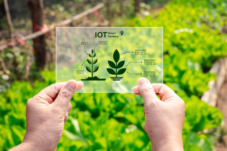 Female hands in green vegetable farm and working on virtual screen. Touch Screen of hi-tech. Scientist with smartphone of future in hands. Smart farming agriculture concept.の写真素材