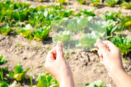 Female hands in green vegetable farm and working on virtual screen. Touch Screen of hi-tech....