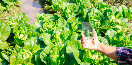 Female hands in green vegetable farm and working on virtual screen. Touch Screen of hi-tech. Scientist with smartphone of future in hands. Smart farming agriculture concept.の写真素材