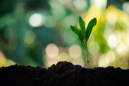 Caring hand, protect environment by growing green trees, nurturing nature and practicing sustainable gardening for health of earth. growing, tree, earth, green, gardening, protect, care.の写真素材