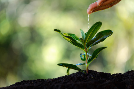 Caring hand, protect environment by growing green trees, nurturing nature and practicing sustainable gardening for health of earth. growing, tree, earth, green, gardening, protect, care.の写真素材
