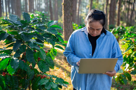 Harvest coffee bean ripe Red berries typing laptop computer check quality control plant coffee tree. Smart farmer using laptop in green coffee farm sustainable quality control agriculture technologyの写真素材