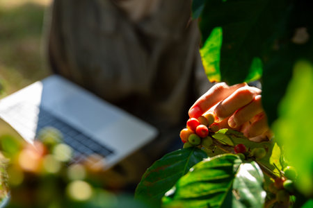 Harvest coffee bean ripe Red berries typing laptop computer check quality control plant coffee tree. Smart farmer using laptop in green coffee farm sustainable quality control agriculture technologyの写真素材