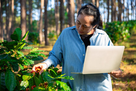 Harvest coffee bean ripe Red berries typing laptop computer check quality control plant coffee tree. Smart farmer using laptop in green coffee farm sustainable quality control agriculture technologyの写真素材