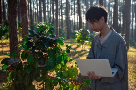 Harvest coffee bean ripe Red berries typing laptop computer check quality control plant coffee tree. Smart farmer using laptop in green coffee farm sustainable quality control agriculture technologyの写真素材
