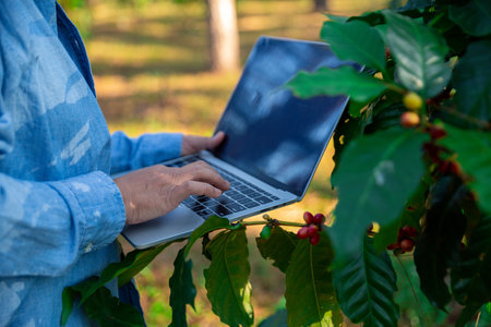 Harvest coffee bean ripe Red berries typing laptop computer check quality control plant coffee tree. Smart farmer using laptop in green coffee farm sustainable quality control agriculture technologyの写真素材