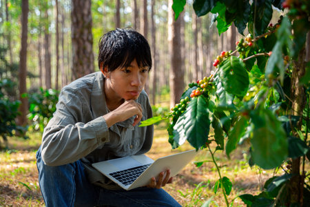 Harvest coffee bean ripe Red berries typing laptop computer check quality control plant coffee tree....