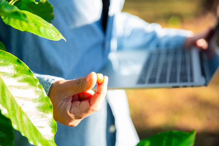 Harvest coffee bean ripe Red berries using laptop in green coffee farm sustainable quality control...
