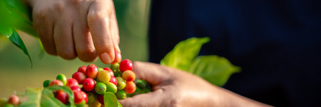 Close up hand harvest red ripe coffee seed robusta arabica berry harvesting coffee farm. Hand people harvest coffee bean ripe Red berries plant fresh seed coffee tree growth in green eco organic farmの写真素材