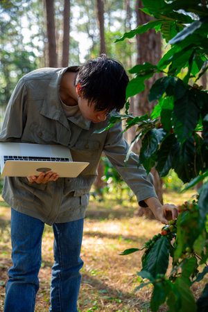 Harvest coffee bean ripe Red berries typing laptop computer check quality control plant coffee tree....