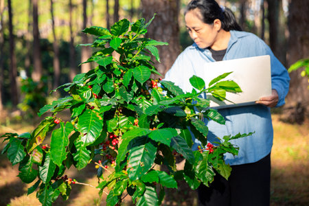 Harvest coffee bean ripe Red berries in green coffee farm sustainable quality control agriculture technologyの写真素材