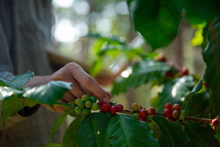 Harvest coffee bean ripe Red berries in green coffee farm sustainable quality control agriculture technologyの写真素材