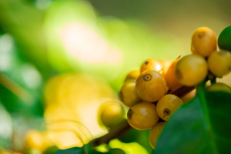 Close up harvest red ripe coffee seed robusta arabica berry harvesting coffee farm. Harvest coffee...